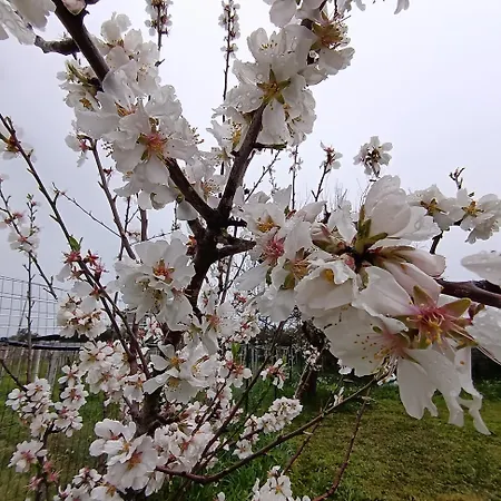 アパート La Quercia *